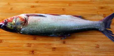 {鮆(骄阳似我电视剧免费观看完整版)