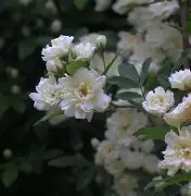 弟w#?/耢?鰔厹(???V85K?F?'2衕???||?的简单介绍